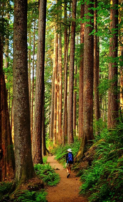 Walking through the big trees on Kentucky Falls Trail